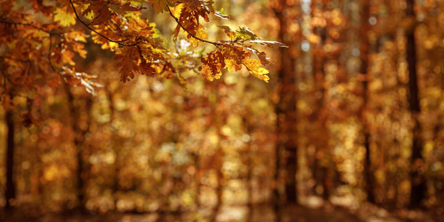 selective-focus-trees-yellow-dry-leaves-autumnal-park-day